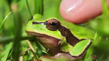 Çimenlerde oturan küçük yeşil kurbağa bir parmak tarafından nazikçe dokunuluyor.
