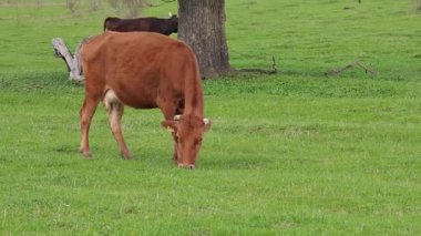 Kahverengi formalı inek canlı yeşil bir çayırda huzur içinde otluyor ve yürüyor.