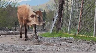 Açık kahverengi formalı inek otluyor ve metal bir çitle kendini tırmalıyor.