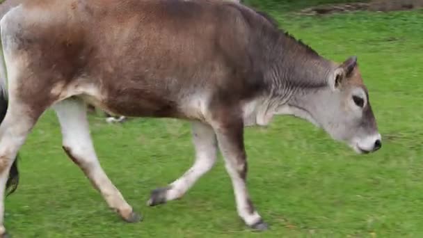 Jeune taureau zébu gris broutant et marchant paisiblement dans un champ vert
