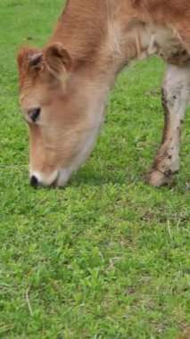 Açık kahverengi buzağı yeşil bir çayırda huzur içinde otluyor.