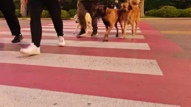İnsanlarla yaya geçidinde yürüyen köpekler.