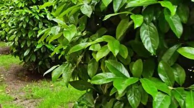 Bereketli yeşil çit şehir ortamında gelişir, doğaya bir dokunuş ekler.