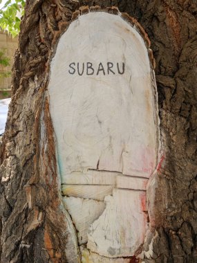Yıpranmış ağaç kabuğu derin oyulmuş Subaru kelimesi taşıyor. Tiflis, Gürcistan - 1 Nisan 2025.