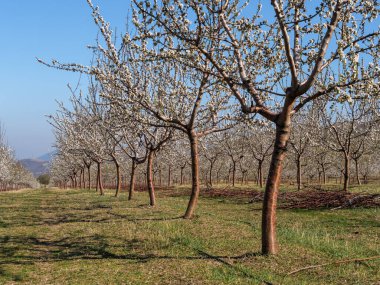 Bahar mevsiminde kiraz ağaçlarında açan beyaz çiçekler güzel bir tarım manzarası yaratıyor.