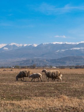 Koyun ve kuzu kuru bir tarlada huzur içinde otluyor, görkemli karlı dağlar ve açık mavi bir gökyüzü manzaralı kırsal bir manzara yaratıyor.