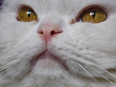 Yoğun altın gözlerini ve pembe burnunu gösteren beyaz bir kedinin kapanışı kedileri cezbedici bakışlarını yakalıyor.