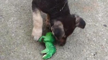 Beton yüzeyde yeşil dinozor oyuncağıyla oynayan sevimli köpek yavrusu.