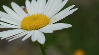 Sarı merkezli beyaz papatya çiçeği rüzgarda hafifçe hareket eder.
