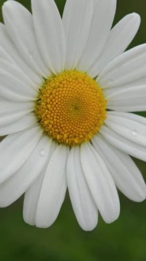 Parlayan çiğ damlalarıyla süslenmiş beyaz papatya yaprakları büyüleyici bir doğal güzellik gösterisi yaratır.