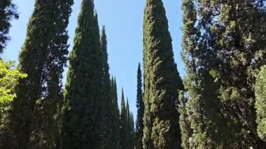 Uzun selvi ağaçları berrak mavi bir gökyüzüne karşı durarak sakin ve görkemli bir atmosfer yaratırlar.