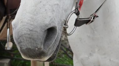 Beyaz bir atın burun delikleri ve dizginlerini gösteren yakın çekimi.