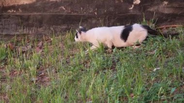İki renkli kedi dikkatli bir şekilde bir duvarın yanında çimenlerde sürünüyor.
