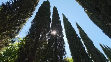 Uzun selvi ağaçlarının dikey görüntüsü. Dalların arasından parlayan güneş ışığı yemyeşil bir ormanda huzurlu bir atmosfer yaratıyor.