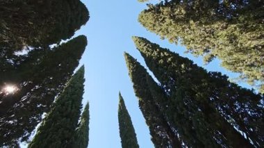 Yüksek selvi ağaçlarının arasından geçen sıcak güneş ışığı Nikitsky botanik bahçesinde huzurlu ve huzurlu bir atmosfer yaratıyor.