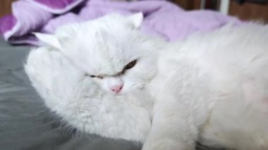 Beyaz İran kedisi tımarlanıyor, gri yatakta yumuşak mor battaniyenin yanında oturuyor.