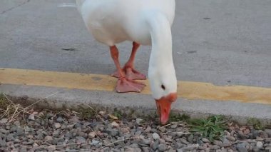 Sarı kaldırım kenarında otları gagalayan beyaz ve gri kazlar.