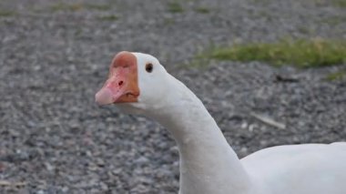 Beyaz kaz başını ve boynunu farklı pozisyonlarda hareket ettiriyor.