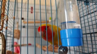 Gül yüzlü muhabbet kuşu kafesinde su içer ve oynar.