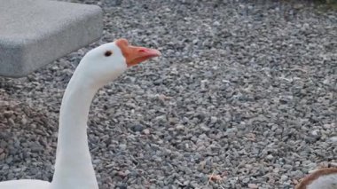 İki kaz birbiriyle iletişim kurar ve başlarını değişik pozisyonlara çevirir.