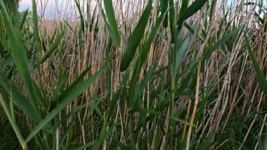Yeşil kamış sulak arazide yetişiyor.