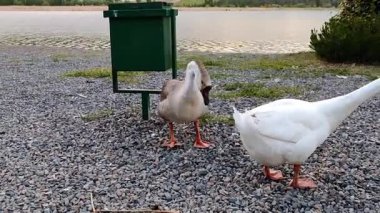 İki kaz, biri beyaz ve biri gri, gölün kıyısındaki yeşil bir çöp tenekesinin yanında etkileşim halindeler.