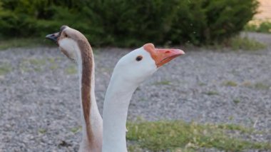 Parka bakan iki Çinli kaz.