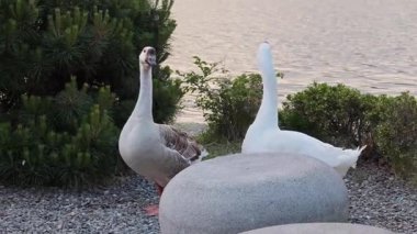 Greylag kaz ve beyaz kaz parkta göl kenarında iletişim kuruyor.
