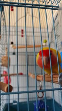 Gül yüzlü muhabbet kuşu bir kafeste dolaşıyor.