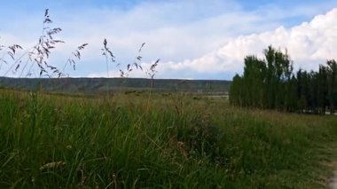 Yeşil çayır, ağaçlar ve hareket eden bulutlu mavi gökyüzü.
