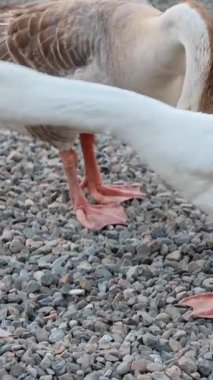 Kazlar gagalıyor ve yeşil çalıların yakınındaki çakıllı yolda yürüyor.