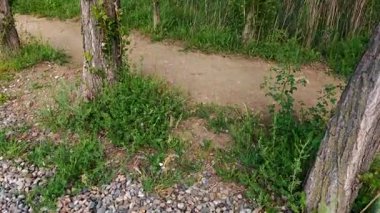 Kavak ağaçları parktaki kum tepecikleri ve çakıl yolları