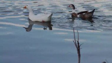 Ördekler ve kazlar sakin bir gölde huzur içinde yüzerler.