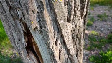 Kavak ağacı gövdesi ayrıntıları kabuk dokusunu ve açık gökyüzüne karşı yemyeşil yapraklarını gösteriyor