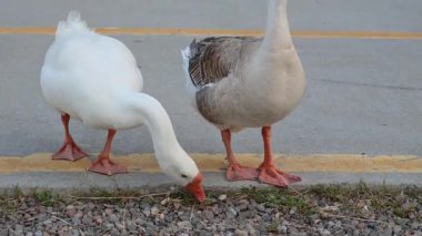 Beyaz ve gri kazlar yol kenarında yiyecek arıyorlar.