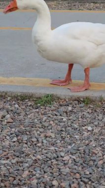 Beyaz ve gri kazlar yiyecek arar, kaldırımlı bir yolun yanındaki çakılları gagalarlar.