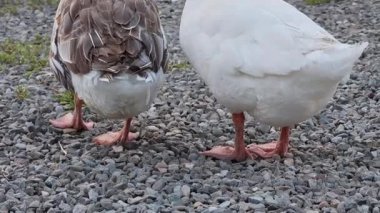 İki kaz, biri beyaz, biri gri, yiyecek ve göl kenarında etkileşim.