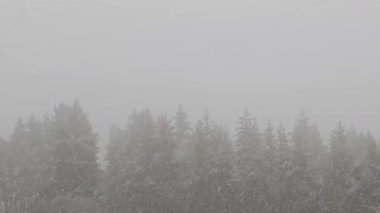 Kartaneleri örtüyor yoğun, sisli her zaman yeşil ormanlık