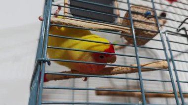 Sarı muhabbet kuşu tırmanıyor, kuşhanenin içindeki ahşap yüzeye tünemiş.