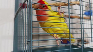 Gül yüzlü muhabbet kuşu tünemiş, tırmanıyor, metal kafeste oynuyor.