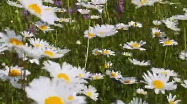Sayısız öküz gözü papatyası bir yaz çayırında güzel bir manzara yaratıyor. Beyaz yaprakları ve sarı merkezleri yeşil çimlerle çok güzel zıt düşüyor.