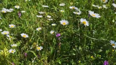 Canlı yeşil çimenler ve kır çiçekleri arasında açan beyaz öküz gözlü papatyalar doğal güzellik ve barışçıl kırsal cazibeyle huzurlu yaz manzarası yaratıyor.