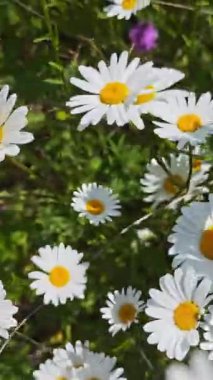 Sarı merkezli beyaz papatyalar yeşil yapraklı bir alanda büyür ve pitoresk bir doğal manzara yaratır.