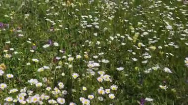 Güneşli çayır, el değmemiş beyaz papatyaları, dingin doğal güzelliği ve mevsimsel ahengi temsil eden canlı kır çiçekleriyle birbirine karıştırıyor.