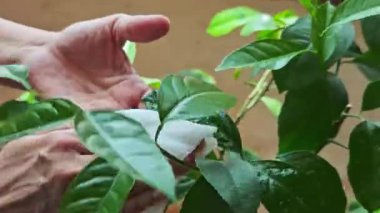 Beyaz ıslak mendillerle yeşil limon ağaçlarının yapraklarını silen hassas eller, kentsel bahçe düzeninde dikkatli bitki bakımı ve yaprak temizleme tekniğini gösterir