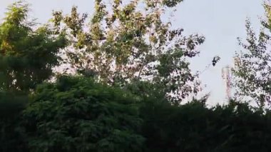 Dönme dolap görkemli bir şekilde kendini, bereketli ağaçların arkasında, eğlence parkı binaları ve açık bir gökyüzüne karşı gösterir.
