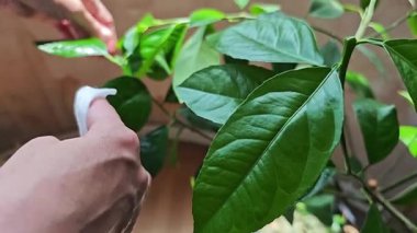 Koruyucu eldivenler giyen bahçıvan yeşil limon ağacı yapraklarını nazikçe siliyor, tozu temizliyor ve dikkatli bakım teknikleriyle bitki sağlığını sağlıyordu.