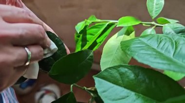 Bir limon ağacının her yaprağını ıslak mendille dikkatlice temizleyerek sağlığını ve canlılığını sağlama alın.