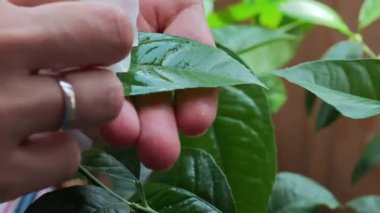 Yeşil limon ağacı yapraklarından tozu dikkatlice silmek, bitki sağlığını sağlamak ve kapalı alanda bahçe işleri yaparken canlı yeşil yaprakları korumak.