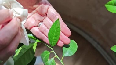 Bahçıvan, yeşil limon ağacı yapraklarını dikkatlice siliyor. Yumuşak ıslak mendil kullanarak bitki sağlığı ve bakımı için toz ve kiri temizliyor.